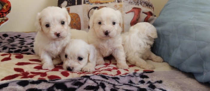 Bichon maltais