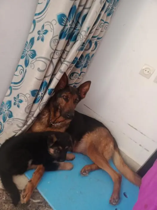 Femelle berger allemand