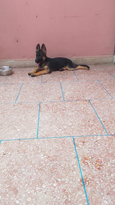 Chiot berger allemand femelle