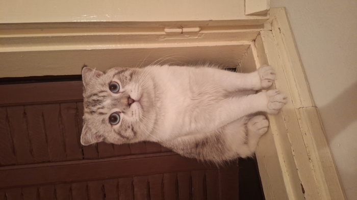 demande d accouplement scottish mâle