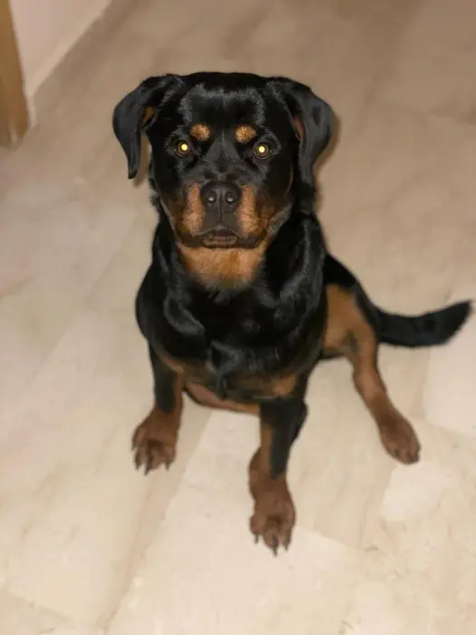 Femelle rottweiler