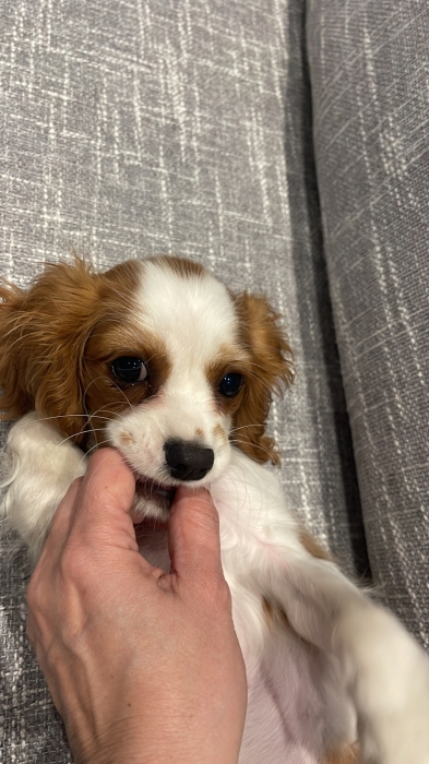 Cavalier King Charles