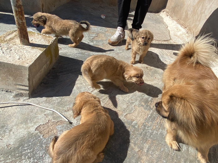 Chiot epangeul tibétain