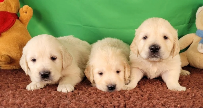 Golden retriever 🔥