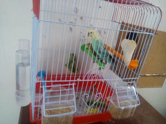 فراخ البيروش اوبلاين جولدن فيس