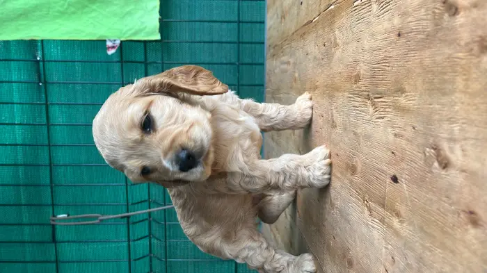 Chiots cocker spaniel pure race