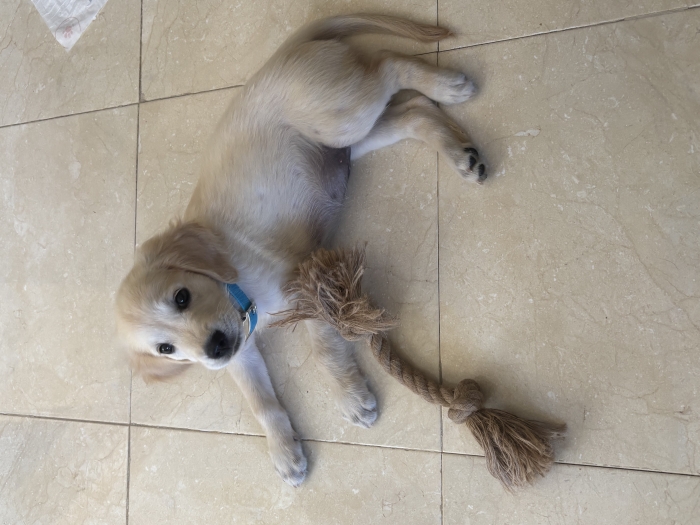Golden retriever