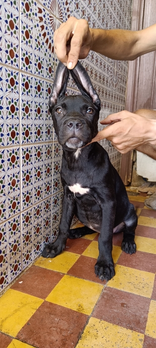 Cane corso