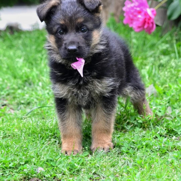 Berger Allemand 💥