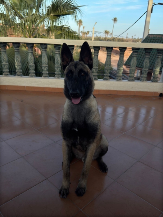 Malinois veuf charbonne grand gabarit