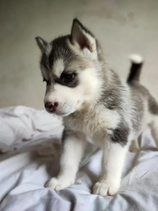 Chiots Huskys race pure parents visibles sur place