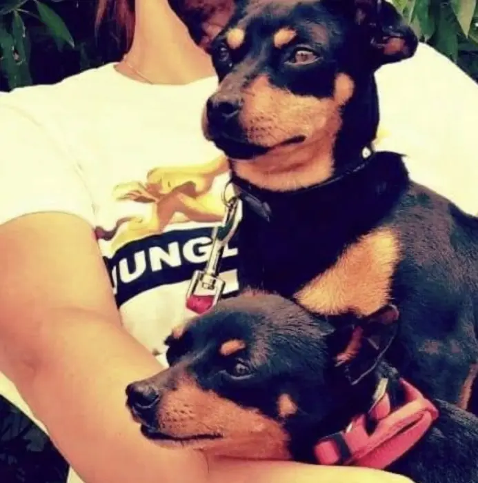 Vente une tres belle pincher