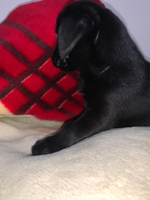 chiot labrador noir pure