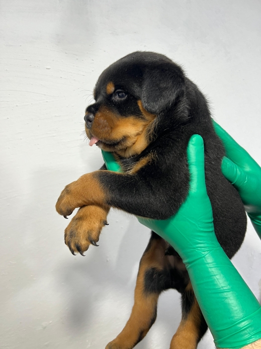 Rottweiler pedigree