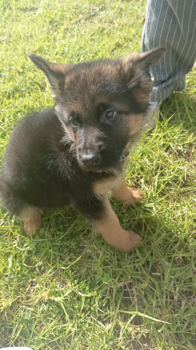 Deux Chios berger allemand