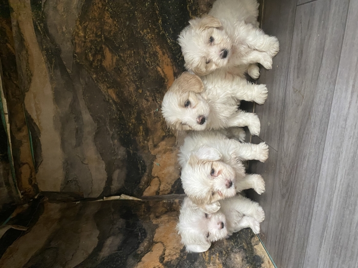Bichons maltais