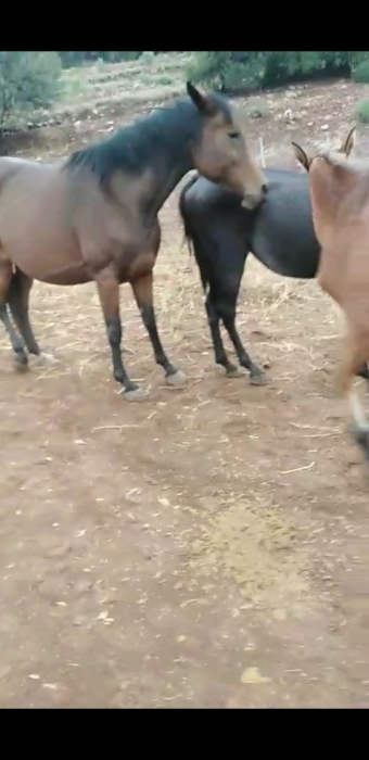 Jument pur-sang arabe 6 ans