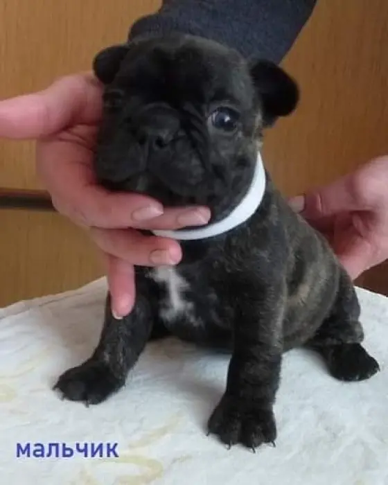 Chiots Bouledogue Français
