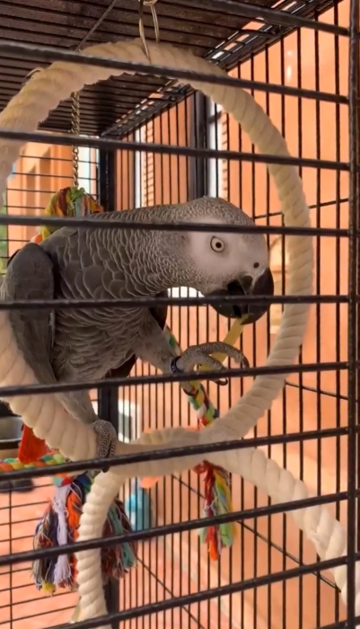 Perroquet gris du Gabon Élevé Main de 4 ans