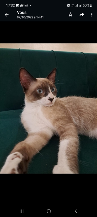 je mettrai mon chat en adoption