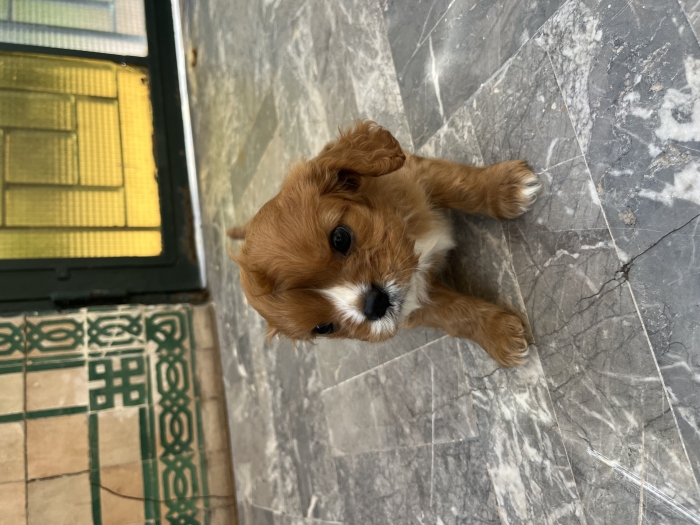 King Charles cavaliers