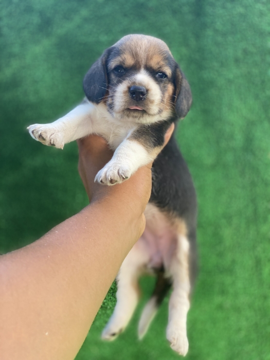 Chiot Beagle