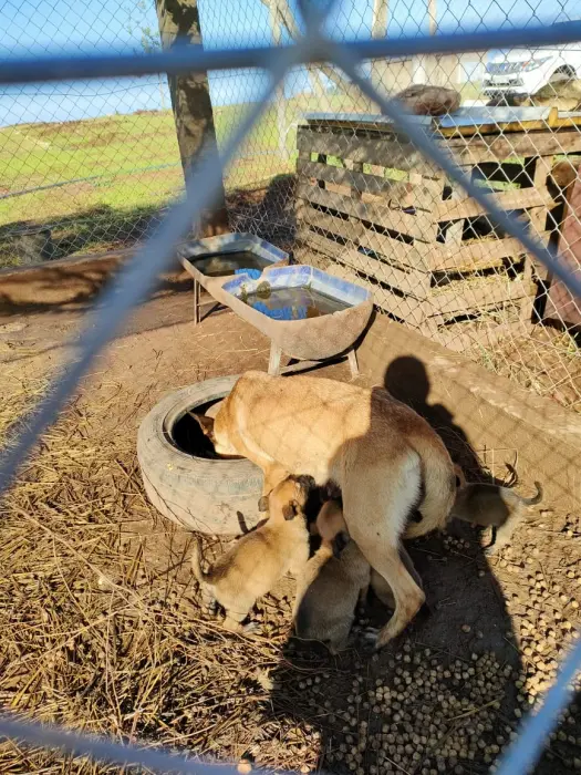 chiots malinois charbonner