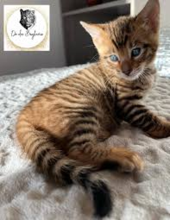 Chaton toyger
