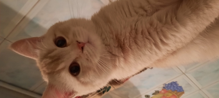 British shorthair chaton