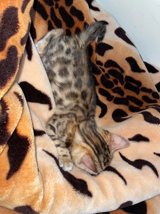 bengal bébé