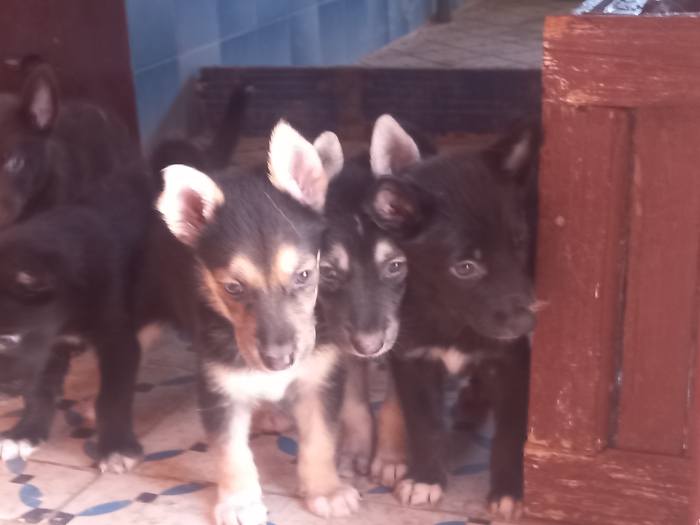 Berger suisse et allemand