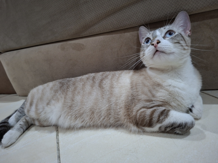 À l’adoption – Luna 🐾✨