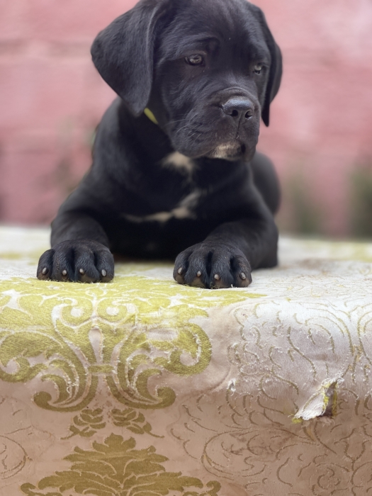 Cane corso