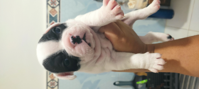 Bouledogue français bulldog français