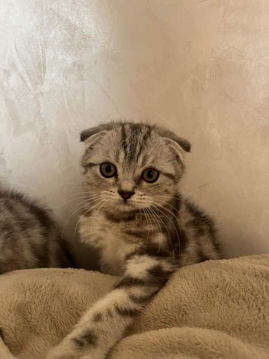 Chats scottish fold et straight