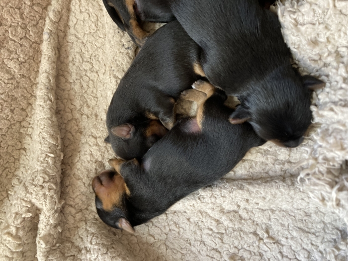 Chiots Yorkshire