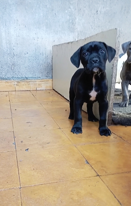 Chiot cane corso