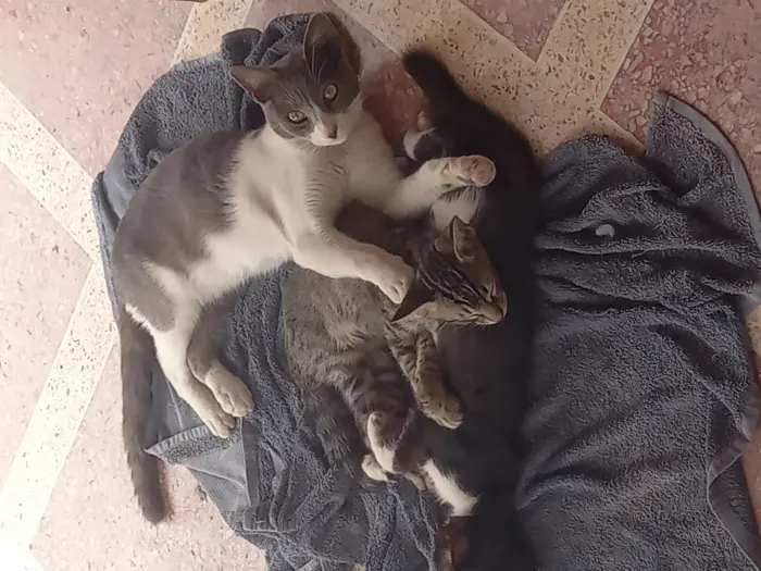 Chate + 3 chatons à donner