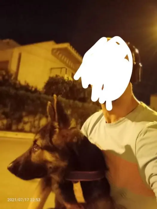 Chiot berger allemand a vendre