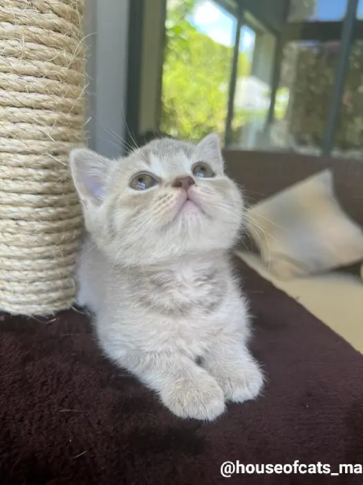 Chat de race scottish