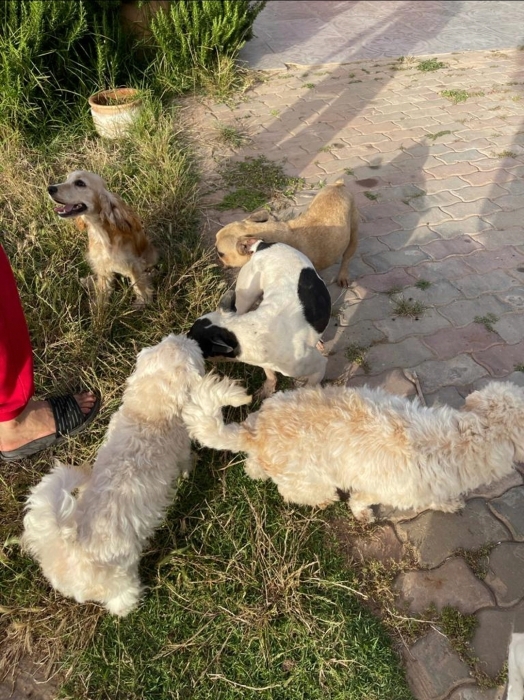 Pension canine 🎅🏻❄