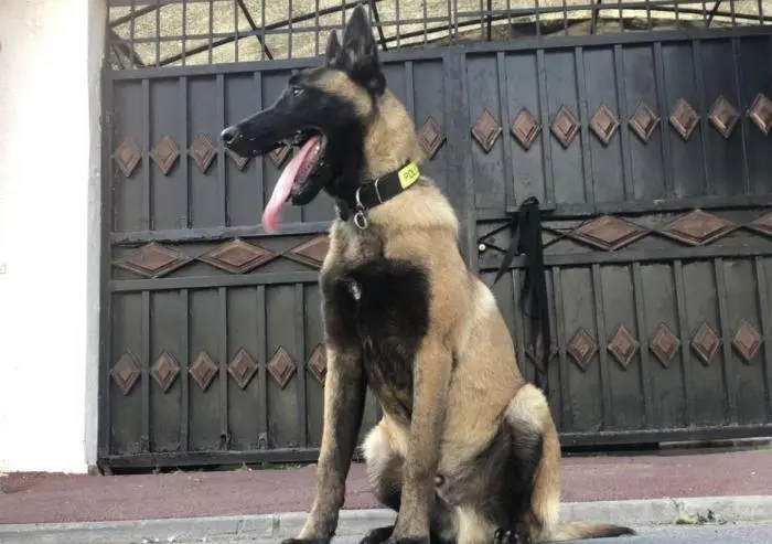MALINOIS CHARBONÈ