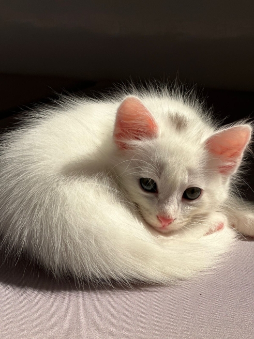 Chaton angora