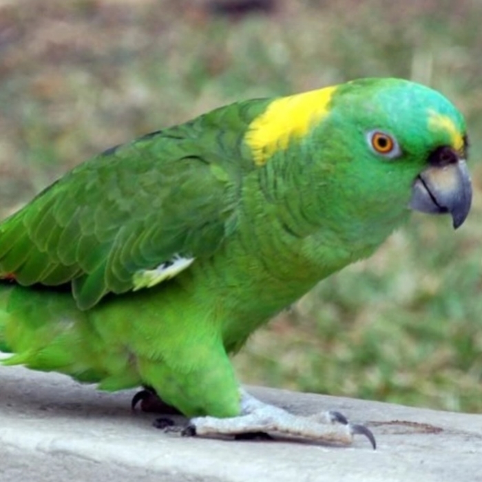 perroquet Amazon yellow nap