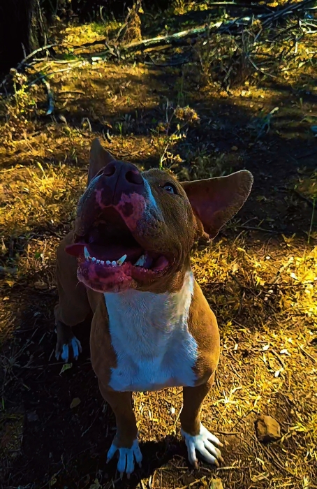 Bully