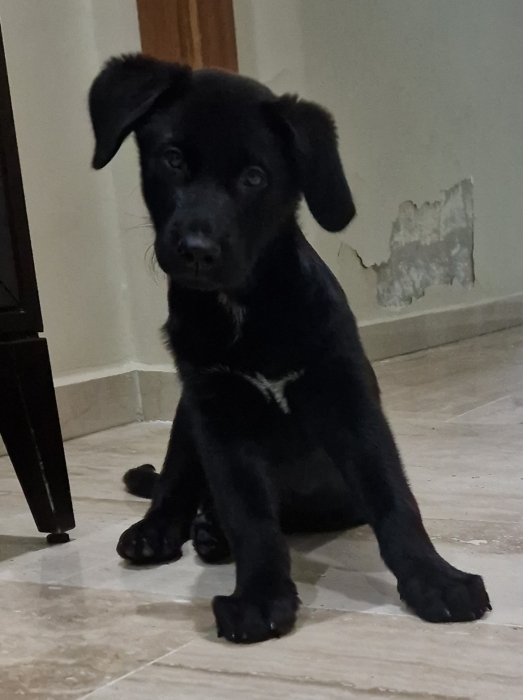 Labrador  noir croisé male 3 mois