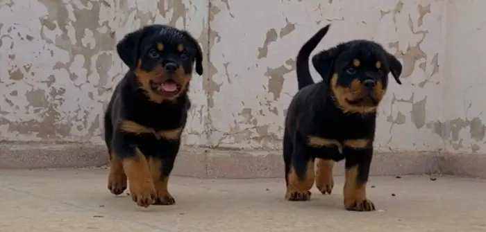 Rott