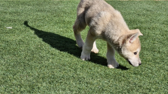 Chiots Huskita à vendre – Mâles et Femelles