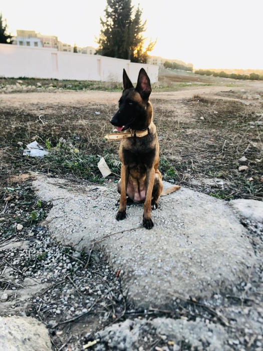 Femmelle malinois a meknes