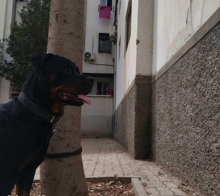 Rottweiller